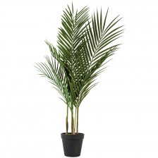 Parlour Palm in Pot by Grand Illusions